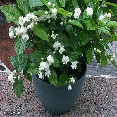 Fragrant Jasmine Plant - Adds Charm and Freshness-thumb0