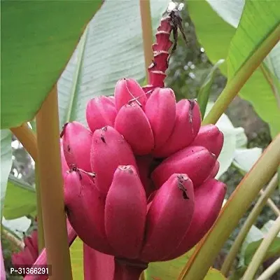 Live Edible Musa Banana Plant - Ideal for Home Gardens-thumb0