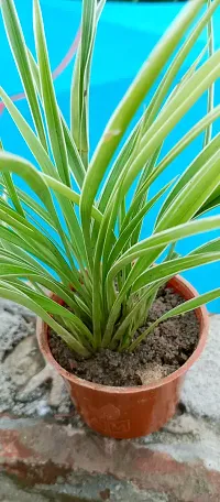 Healthy Spider Plant - Beautiful Indoor Decor-thumb2