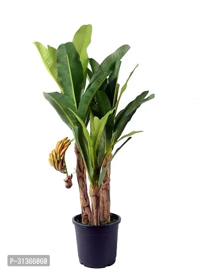 Fresh Musa Basjoo Banana Tree - Cold Hardy Variety-thumb0