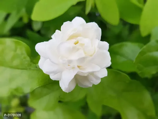 Potted Jasmine Plant - Ideal for Gift Giving-thumb0