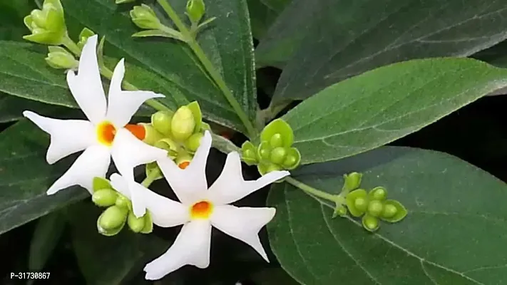 Jasmine Plant for Landscaping-thumb0