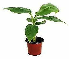 Tropical Indoor Banana Plant - Add a Touch of Green-thumb1