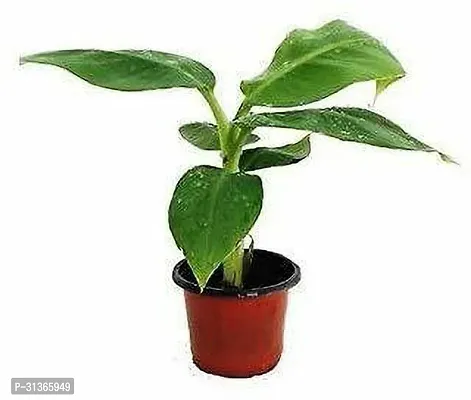 Tropical Indoor Banana Plant - Add a Touch of Green-thumb2