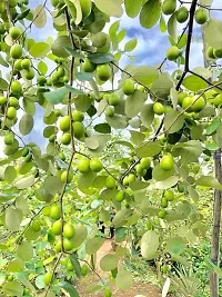 Hardy Ber Apple Tree - All Climate-thumb1