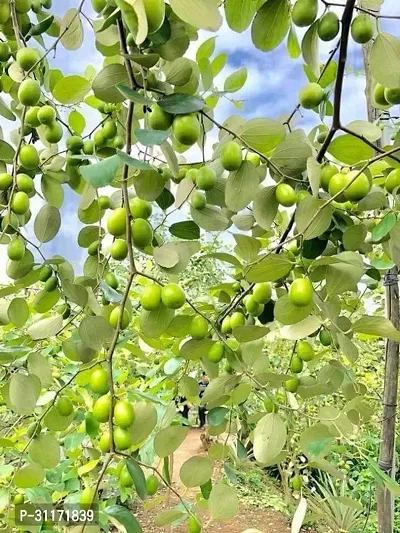 Hardy Ber Apple Tree - All Climate-thumb2