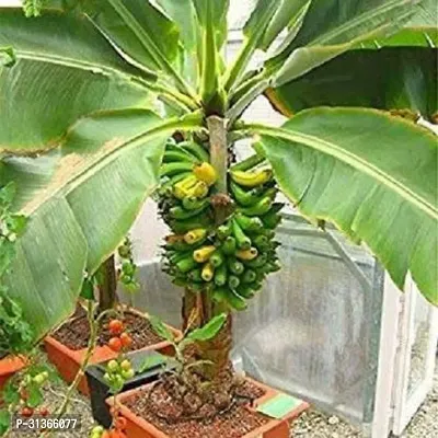 Musa Acuminata Banana Plant - Fast Growing Live Plant-thumb0