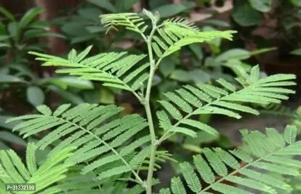 Prosopis Cineraria for Green Living-thumb0