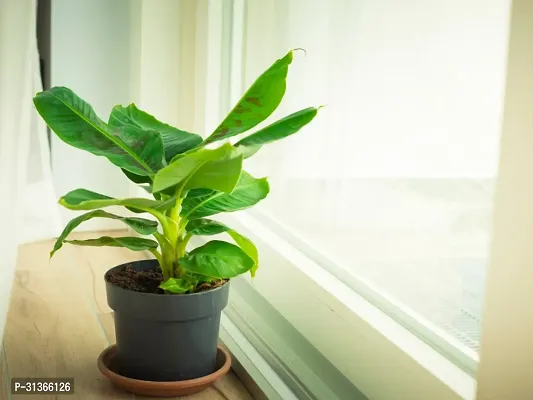 Rare Variegated Banana Plant - Unique and Colorful-thumb0