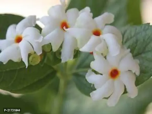 Premium Jasmine Plant with Flowers-thumb0