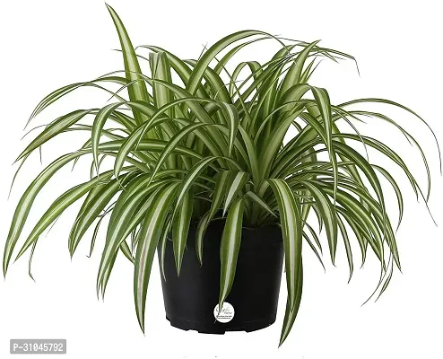 Spider Plant - Perfect Indoor Plant for Fresh Air-thumb0