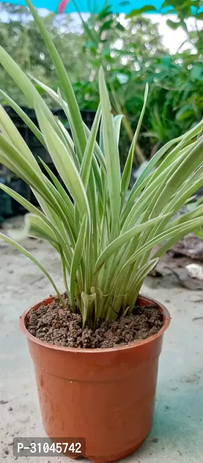 Chlorophytum comosum - Spider Plant in 4-Inch Pot-thumb3