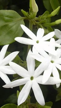 Live Jasmine Plant - Beautiful and Fragrant-thumb1