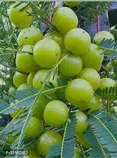 Rare Amla Plant - Limited Stock-thumb0