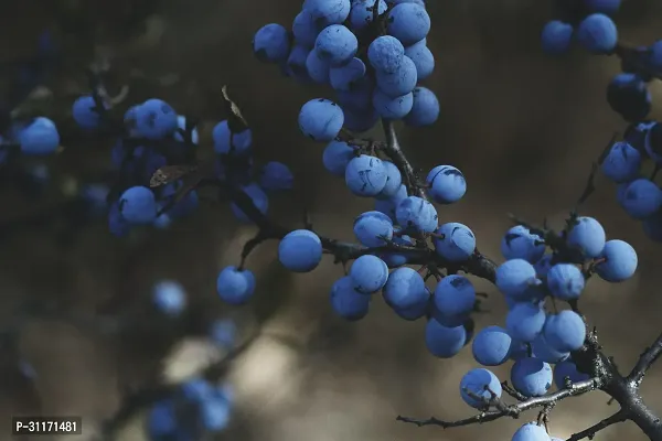 Fruit Bearing Ber Apple Plant