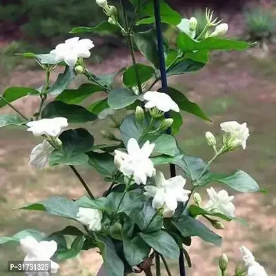 Healthy Jasmine Plant - Perfect for Indoor and Outdoor Gardens-thumb0