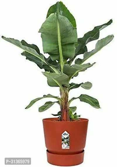 Fresh Musa Banana Plant - Easy to Grow Indoors-thumb0