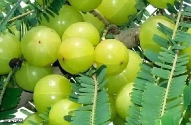 Fruiting Amla Plant - Sweet and Tart-thumb0