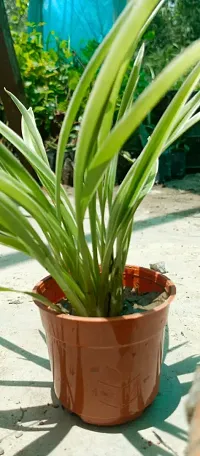 Healthy Spider Plant - Beautiful Indoor Decor-thumb3