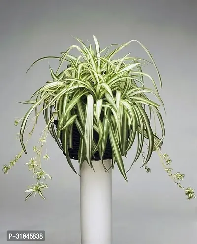 Spider Plant - Natural Air Purifier for Indoors-thumb2