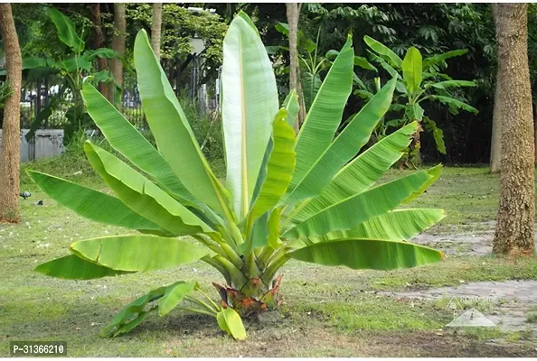 Fruit-Bearing Banana Plant - Homegrown Bananas-thumb0