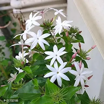 Live Jasmine Plant - Adds Beauty and Freshness