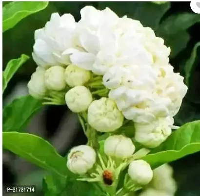 Fragrant Jasmine Plant - Ideal for Meditation and Relaxation-thumb0