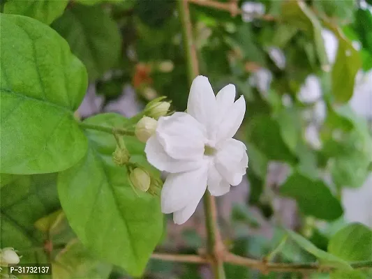 Jasmine Plant - Beautiful Blooms and Fresh Aroma-thumb0