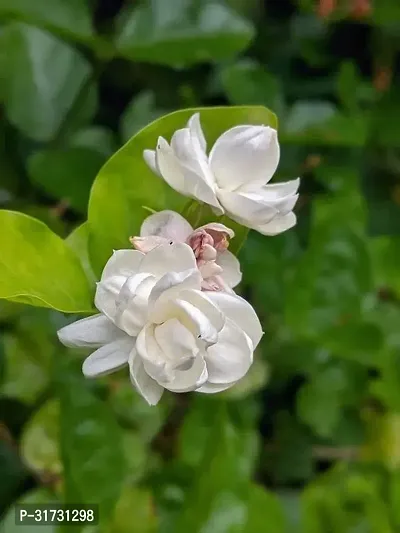 Jasmine Plant in Decorative Pot - Perfect Gift for Plant Lovers-thumb0