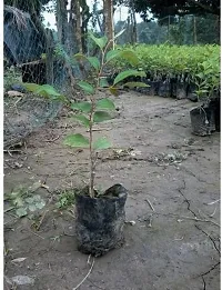 Aromatic Ber Apple Tree - Fragrant Blossoms-thumb1