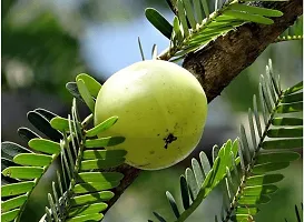 Heritage Amla Plant - Ancient Ayurvedic Tree-thumb1