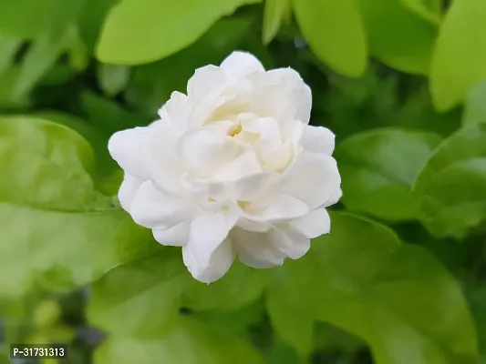 Jasmine Plant with Pot - Perfect for Gifting-thumb0