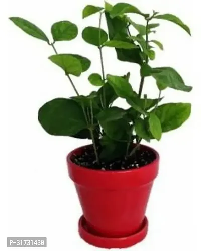 Jasmine Plant for Indoor Decor - Beautiful and Aromatic-thumb0