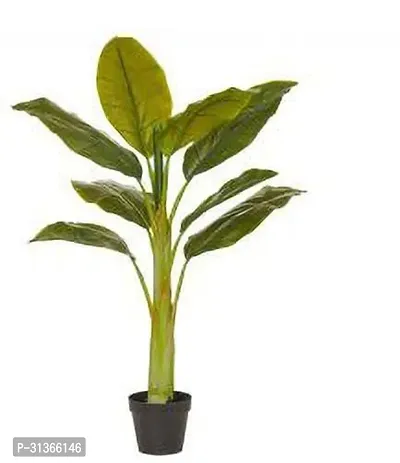 Super Dwarf Cavendish Banana Plant - Ideal for Pots-thumb0