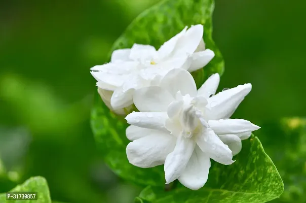 Compact Jasmine Plant for Apartments-thumb0