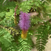 Shami Plant with Watering Can Set-thumb1