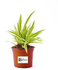 Spider Plant - Indoor Air Purifying Houseplant-thumb1