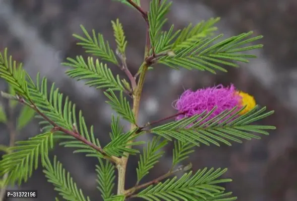 Hardy Prosopis Cineraria Plant-thumb0