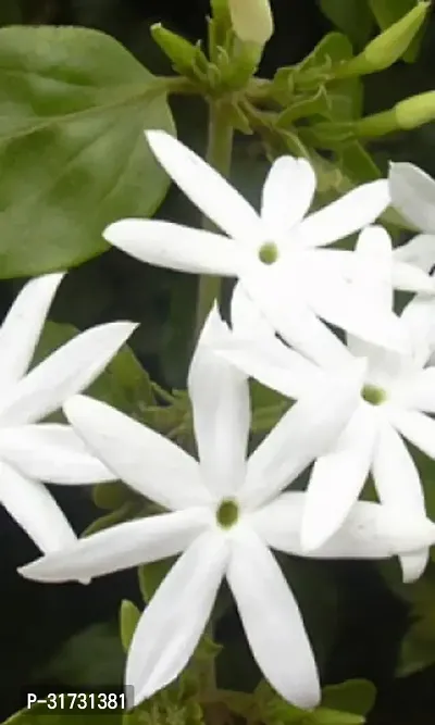 Live Jasmine Plant - Beautiful and Fragrant-thumb0