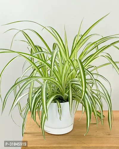 Air Purifying Spider Plant - Ideal for Home and Office-thumb0