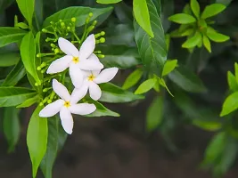 Jasmine Plant with Pot - Adds Beauty and Aroma-thumb2