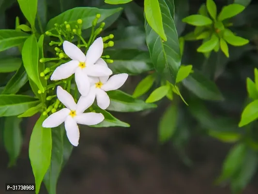 Jasmine Plant with Pot - Adds Beauty and Aroma-thumb3