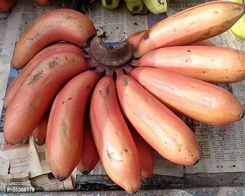 Rare Variegated Musa Banana Plant - Unique Foliage-thumb0