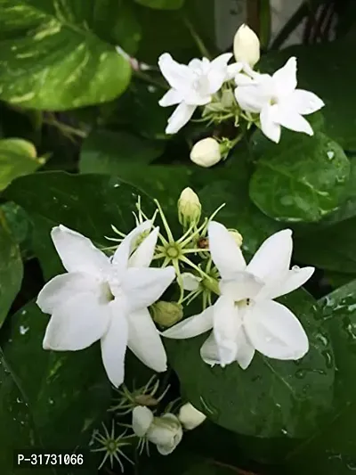 Decorative Jasmine Plant for Living Rooms-thumb0