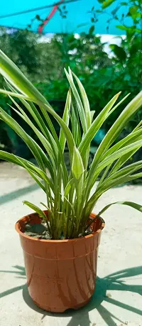 Spider Plant - Natural Air Purifier for Indoors-thumb2