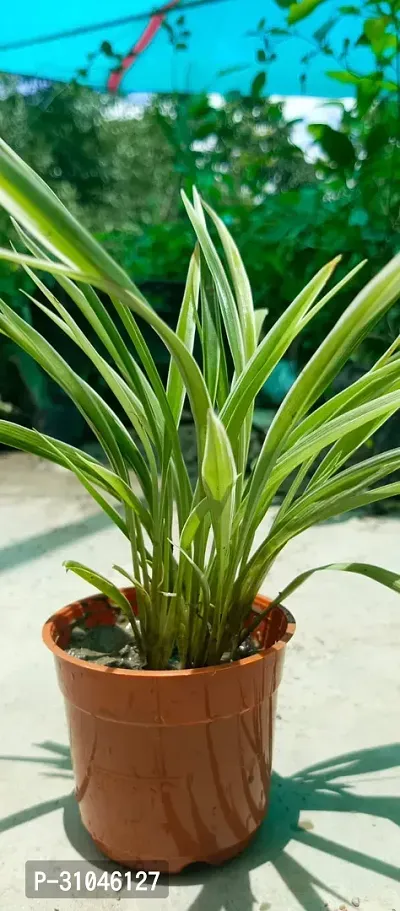 Spider Plant - Natural Air Purifier for Indoors-thumb3