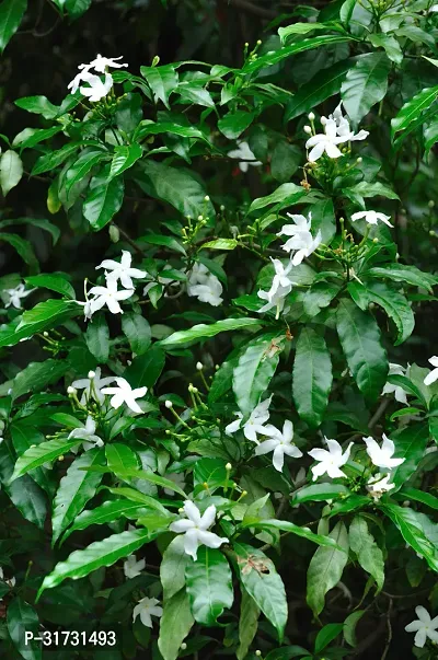 Blooming Jasmine Plant - Fresh  Healthy Live Plant-thumb0