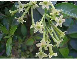 Healthy Jasmine Plant - Perfect for Any Room-thumb2