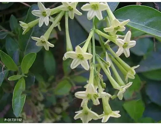 Healthy Jasmine Plant - Perfect for Any Room-thumb3