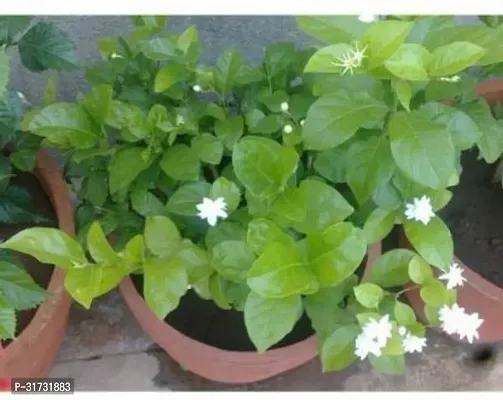 Year-Round Jasmine Plant with Flowers-thumb0